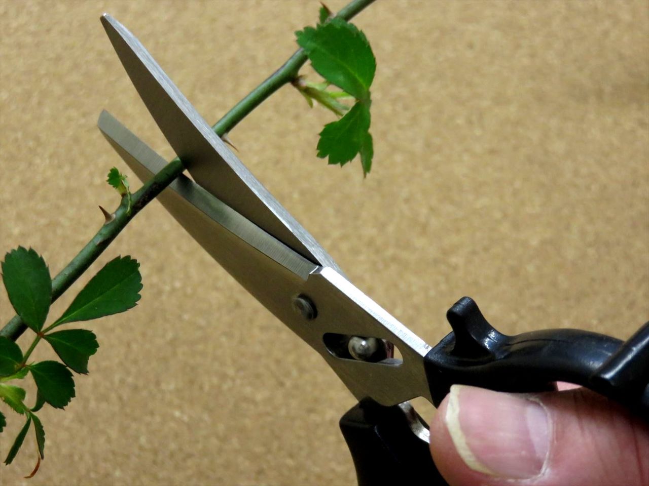 Japanese KANEX Pruning Shears Flower Gardening Floral Scissors Black SEKI JAPAN